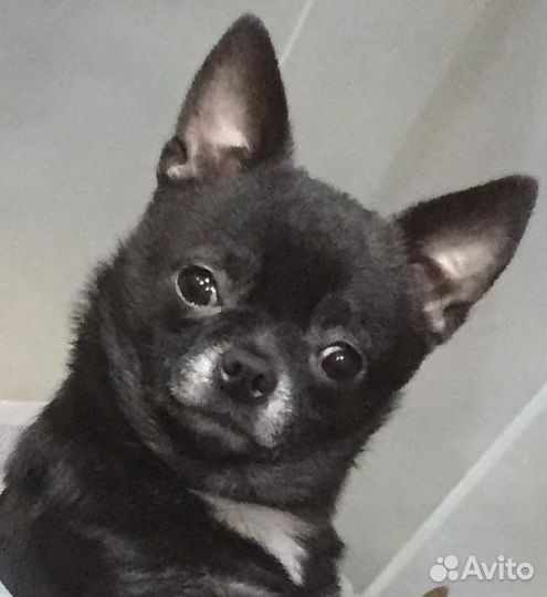 Чихуаши-малыши мини миди стандарт