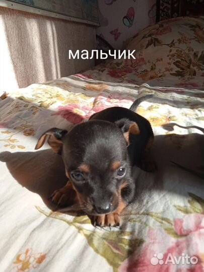 Той-терьер щенки