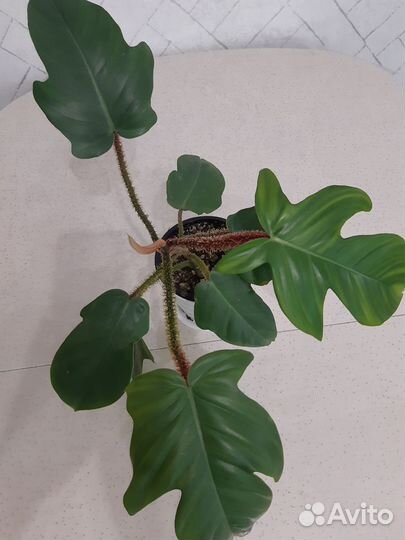 Филодендрон