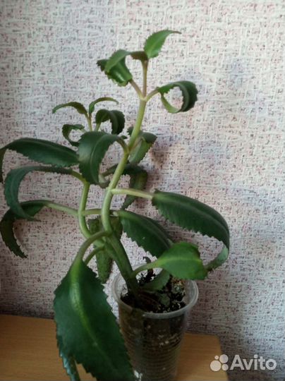 Каланхоэ лечебное и алоэ вера