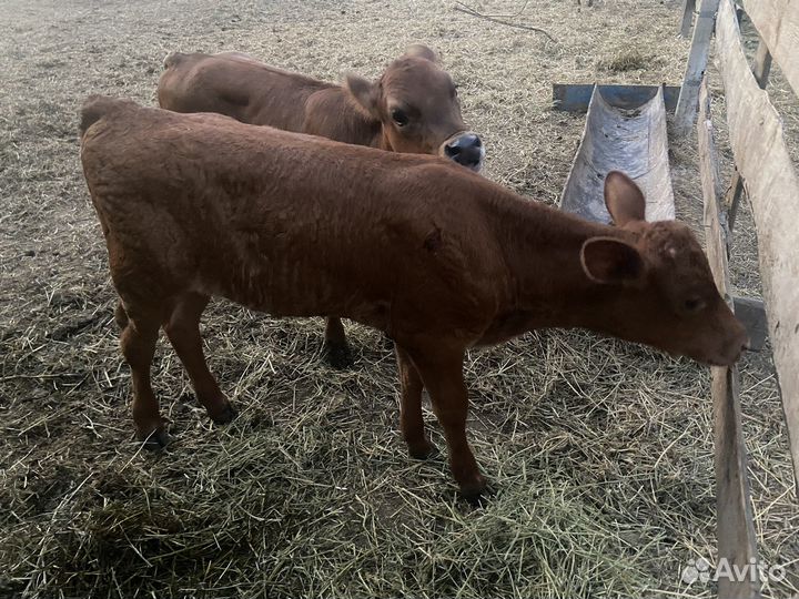 Телочка 1,5 месяца