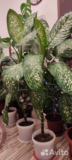 Диффенбахия