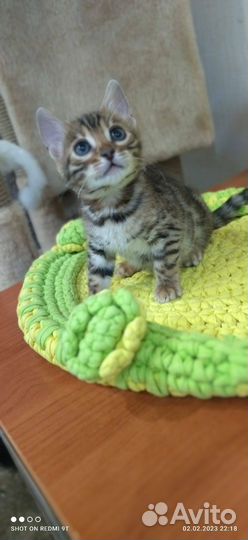Бенгальская леопардовая кошка