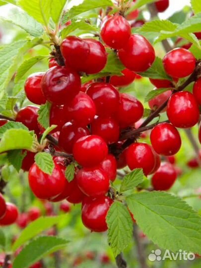 Саженцы вишни и черешни