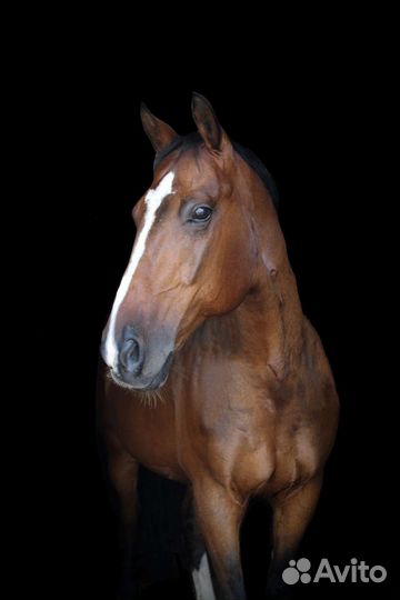 Лошадь орловская