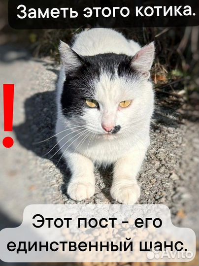Черно белый котик пост шанс