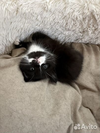 Кошечка в добрые руки бесплатно