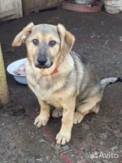 Щенки в добрые руки