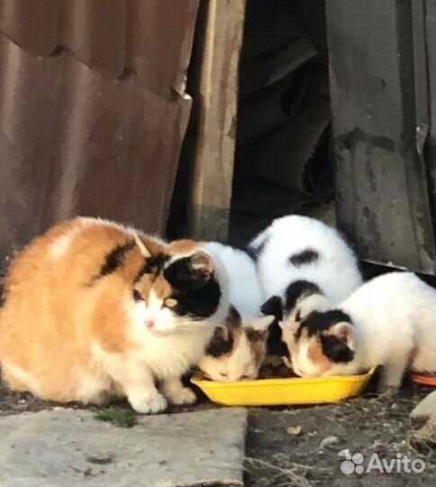 Кошка 2,5года