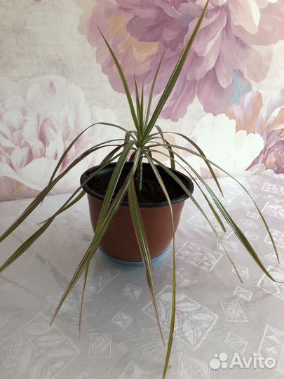 Комнатные цветы драцена