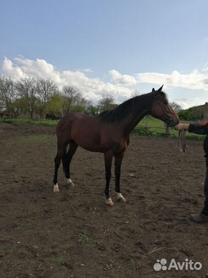Продаются лошади