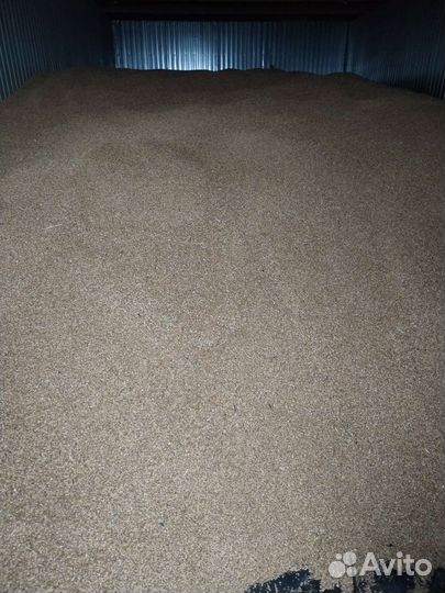 Зерно пшеница