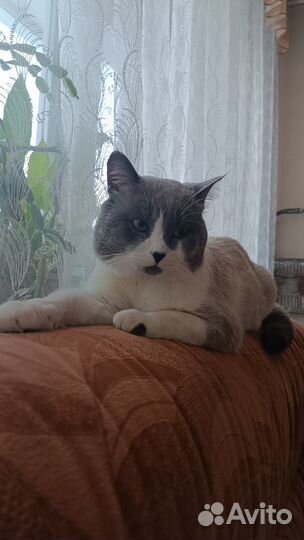 Вязка котов и кошек