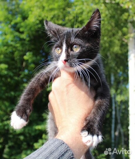 Котёнок мальчик 2 мес. С очень необычным окрасом