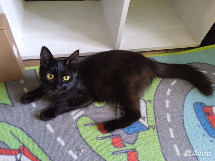 Кошка в добрые руки