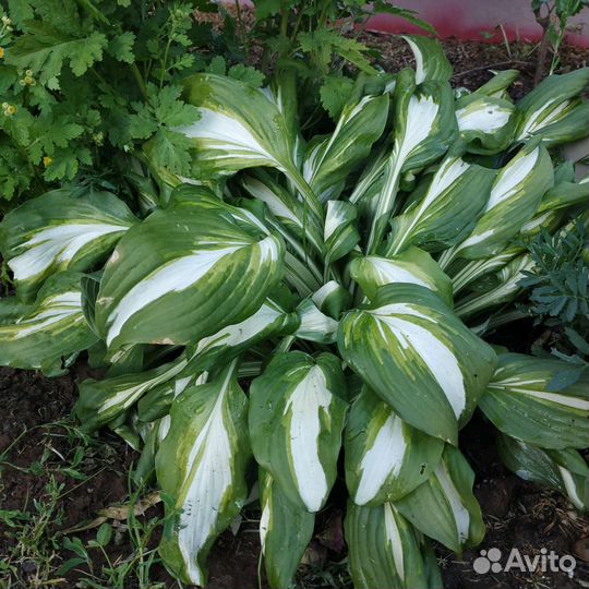 Хоста трехцветная