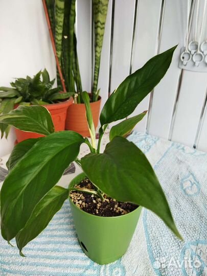 Спатифиллум