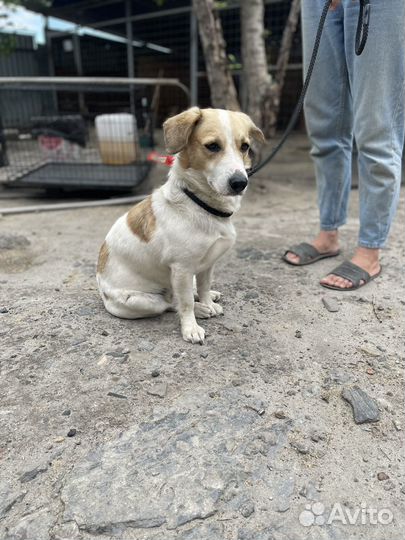 Собака из отлова в добрые руки