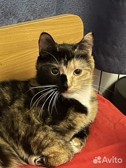 Отдам бесплатно умную кошечку