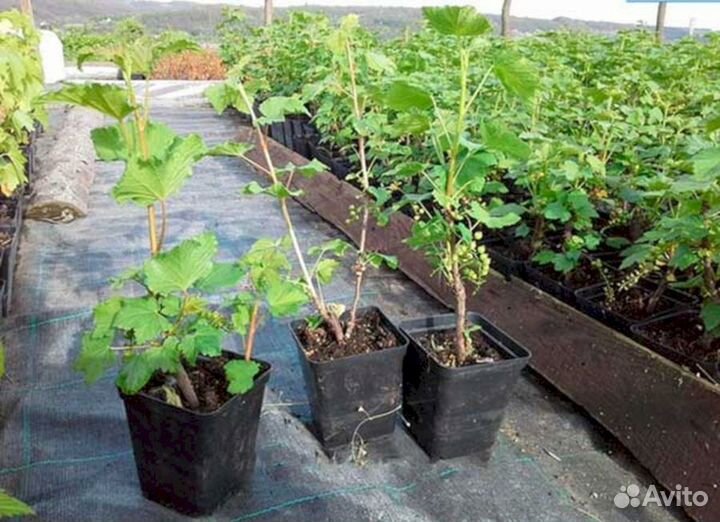 Саженцы черной смородины Очарвание