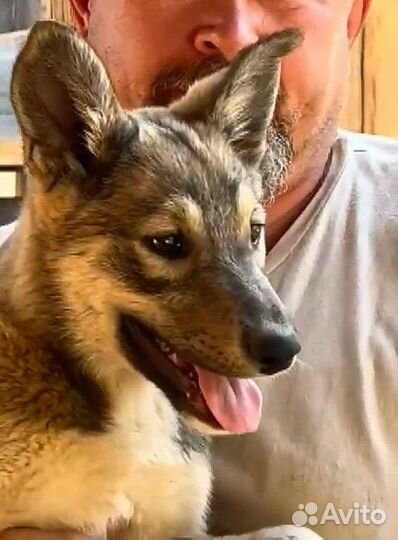 Щеночки ищут добрые руки