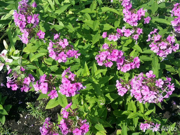 Флокс малиновый