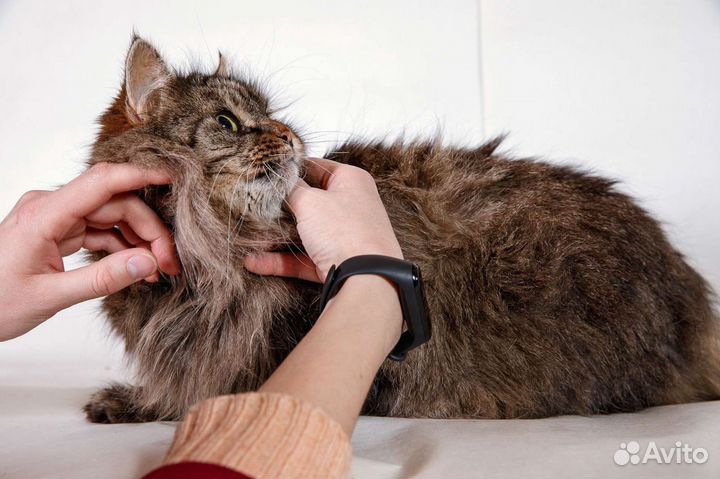 Кошка Пушка