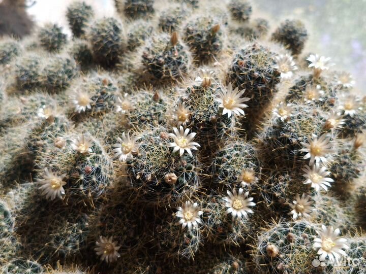 Кактус цветущий