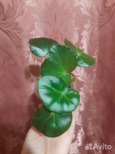 Бегония Фиста