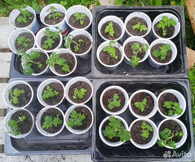 Рассада томатов горшечных красных