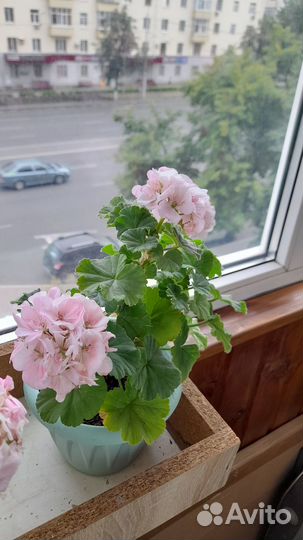 Пеларгония