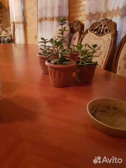 Крассула толстянка