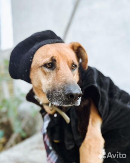 Собака Ирвин