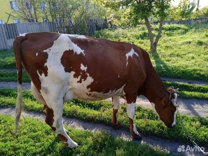 Корова дойная