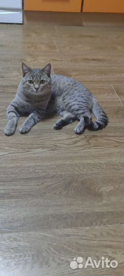 Кошка в дар