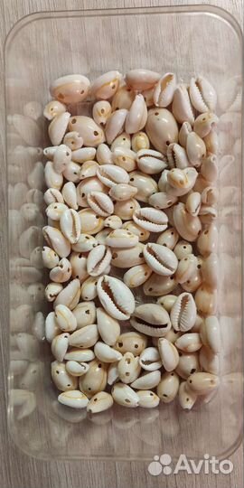 Морские ракушки(за все)