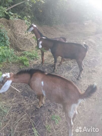 Козлики нубийские