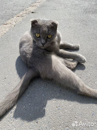 Британский котик вислоухий