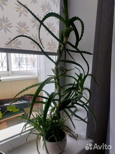 Цветок алоэ большой