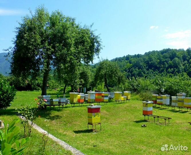 2024 Мёд натуральный с Алтая опт