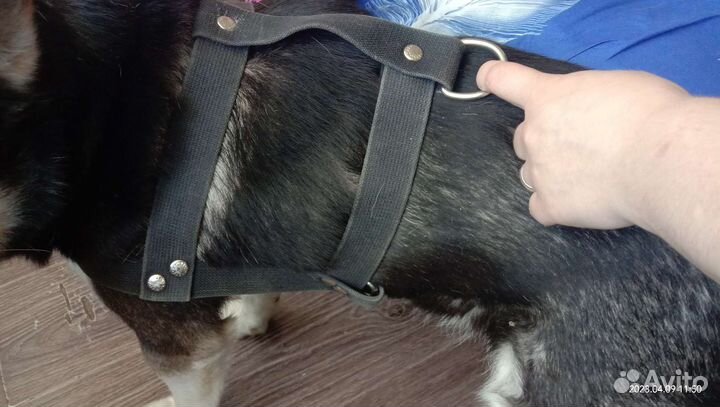 Шлейка для собакиСредних и крупных