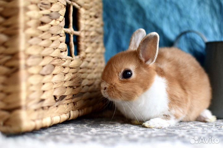 Питомник карликовых кроликов. Декоративные кролики