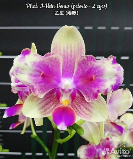 Орхидея фаленопсис бабочка