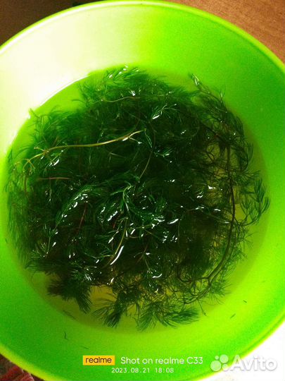 Роголистник