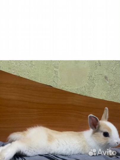 Продам карликового кролика