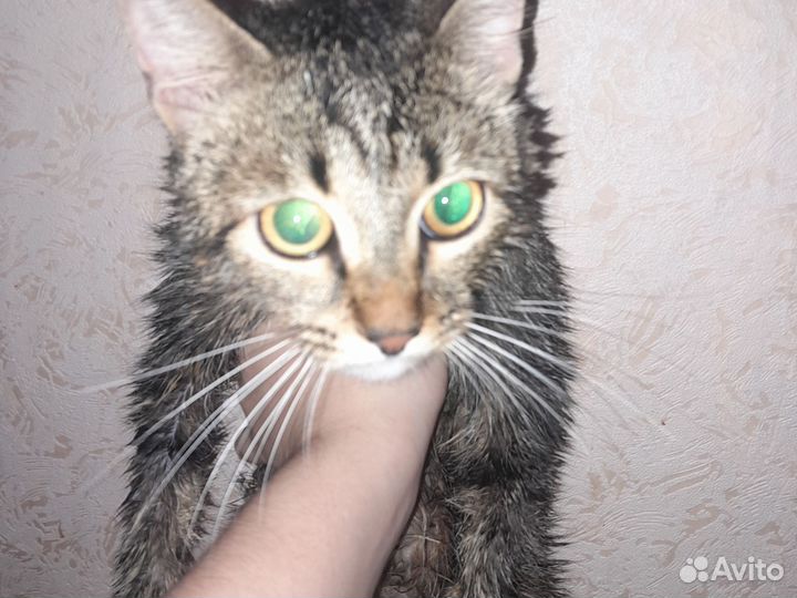 Кот в добрые руки