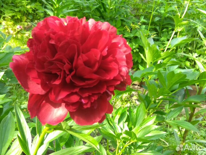 Пион Ред Шарм + ещё 70 сортов почтой, много друго