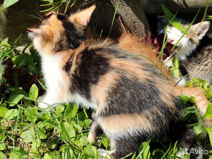 Яркая трёхцветная кошечка 1,5 мес