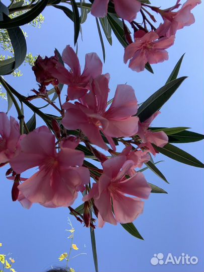 Олеандр семена