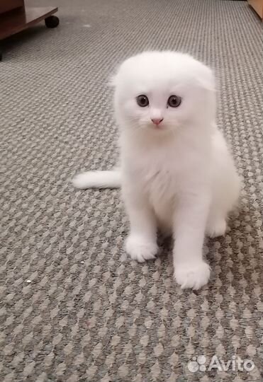 Веслоухая кошка